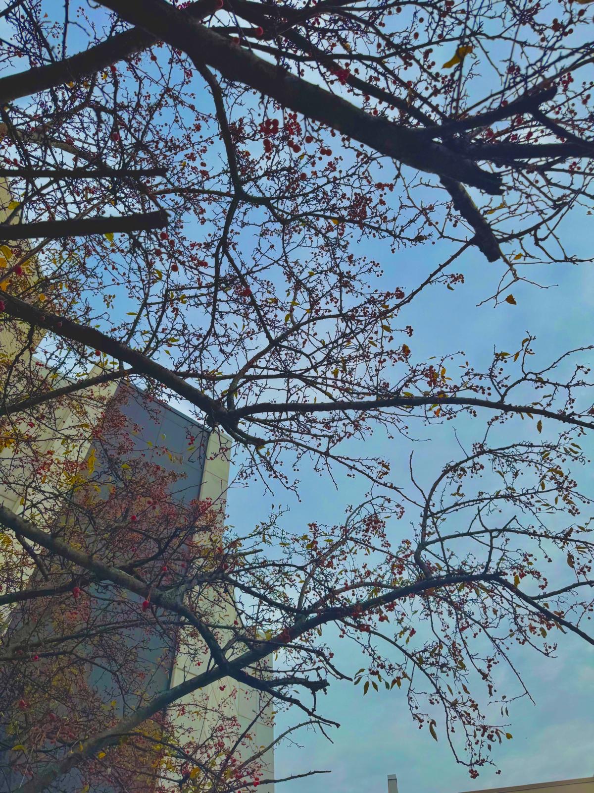 Photography by Miriana - December 1, 2025