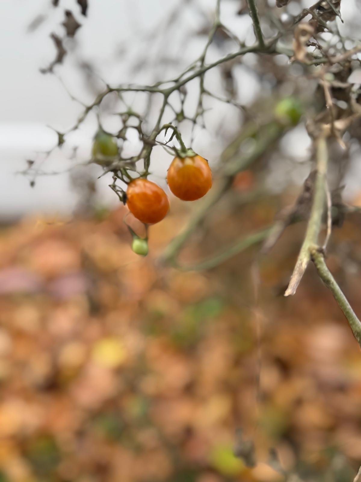 Photography by Miriana - December 1, 2025