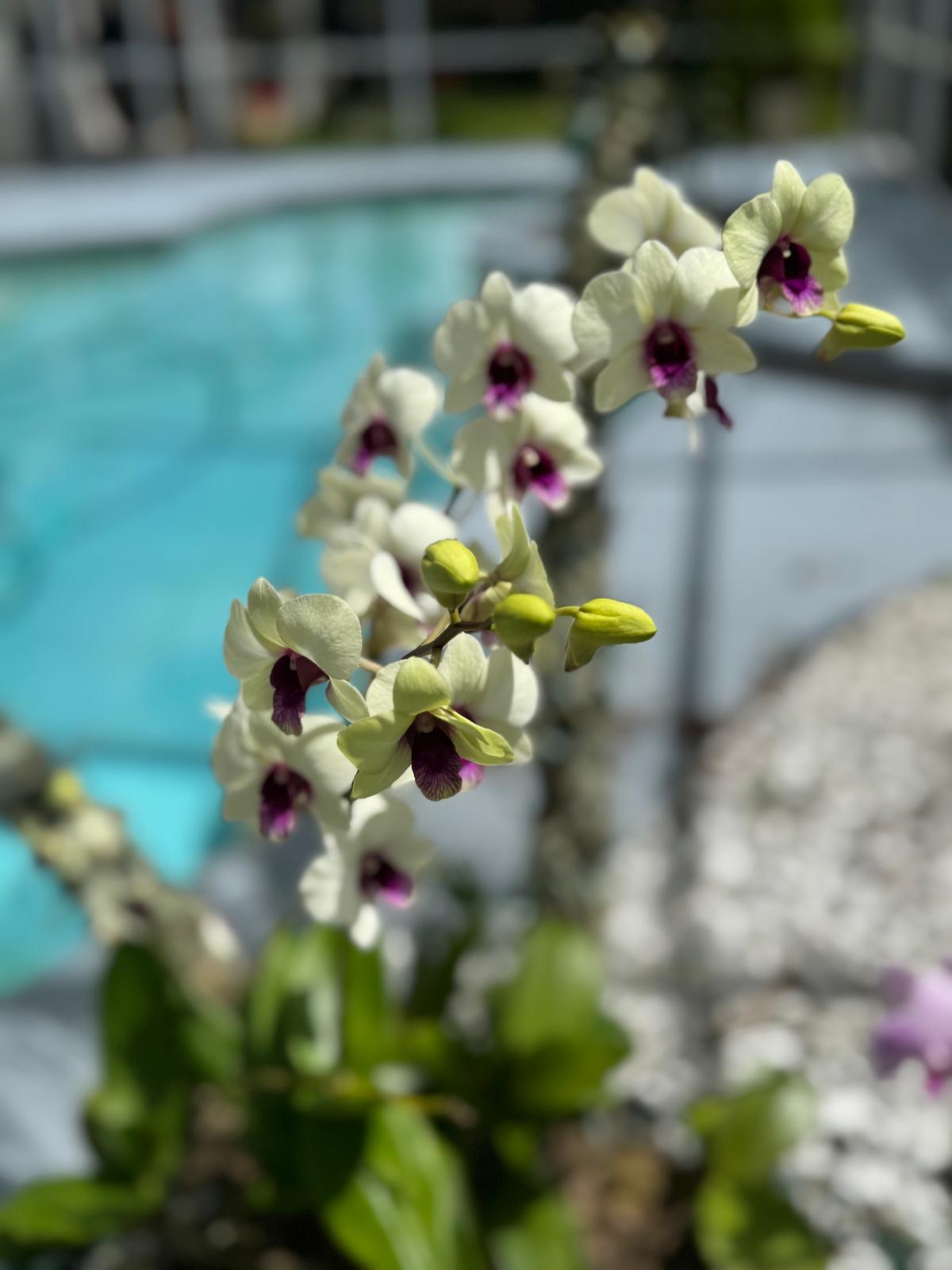 Photography by Miriana - December 1, 2025