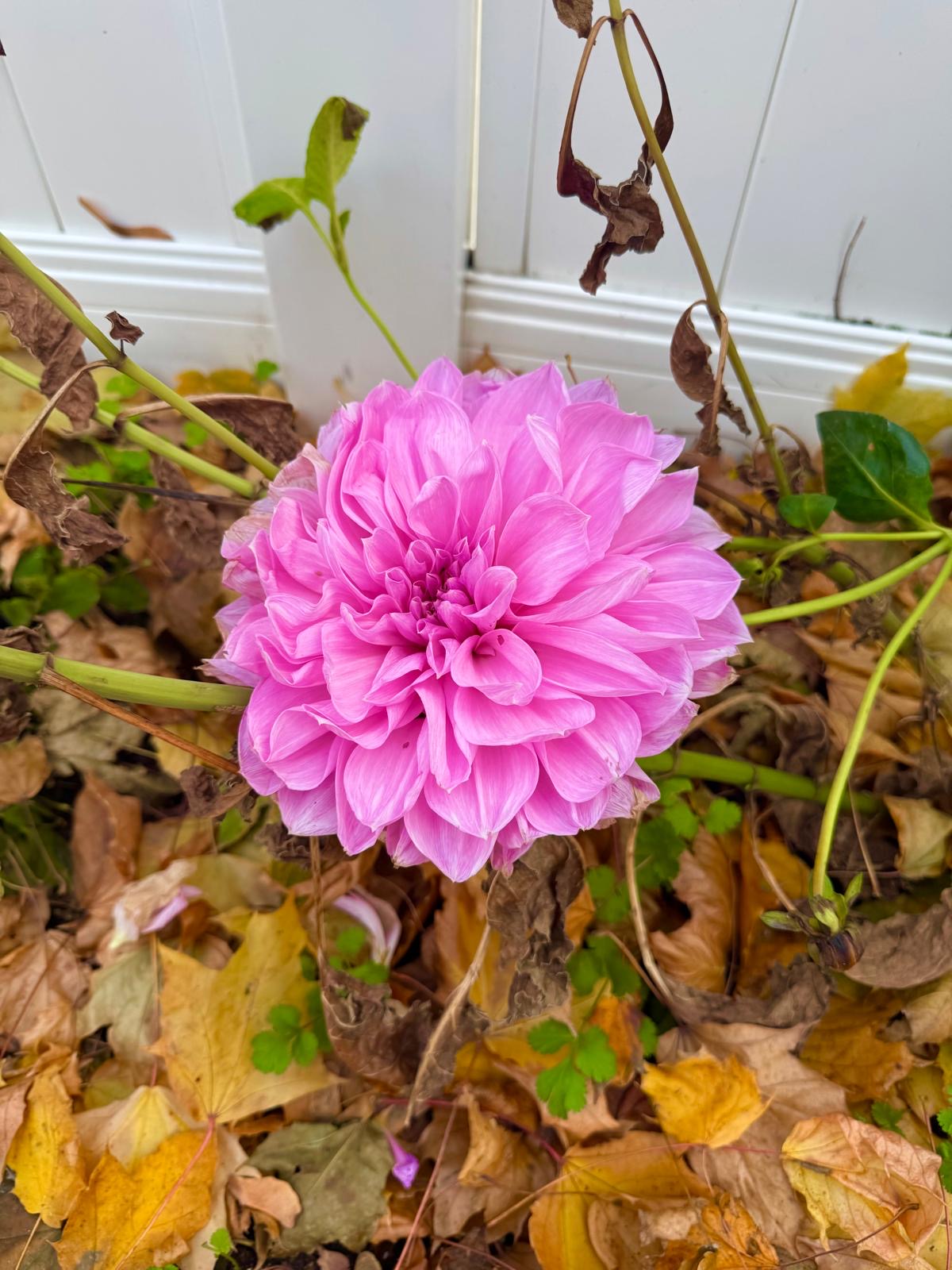 Photography by Miriana - December 1, 2025