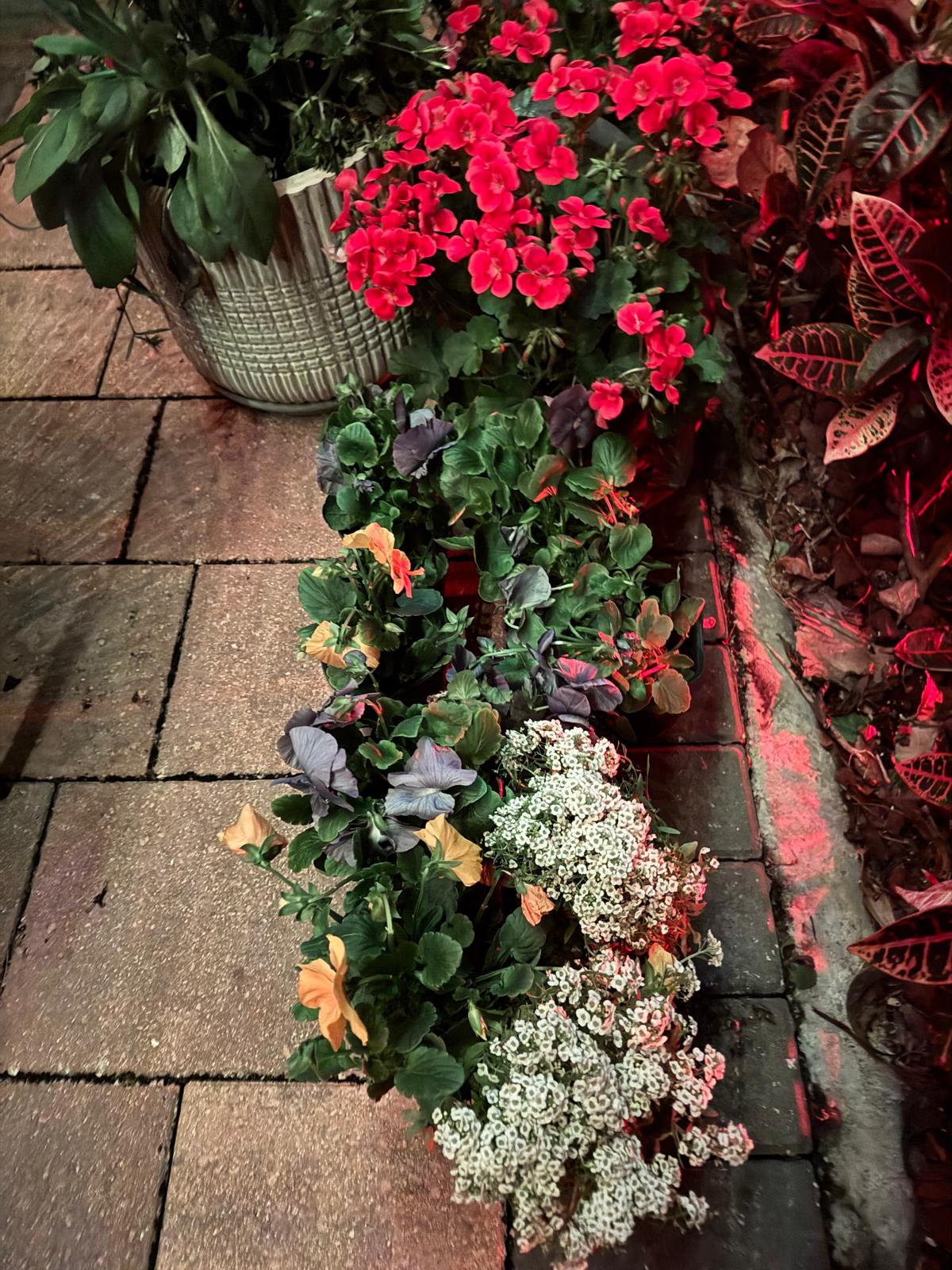 Photography by Miriana - January 12, 2026