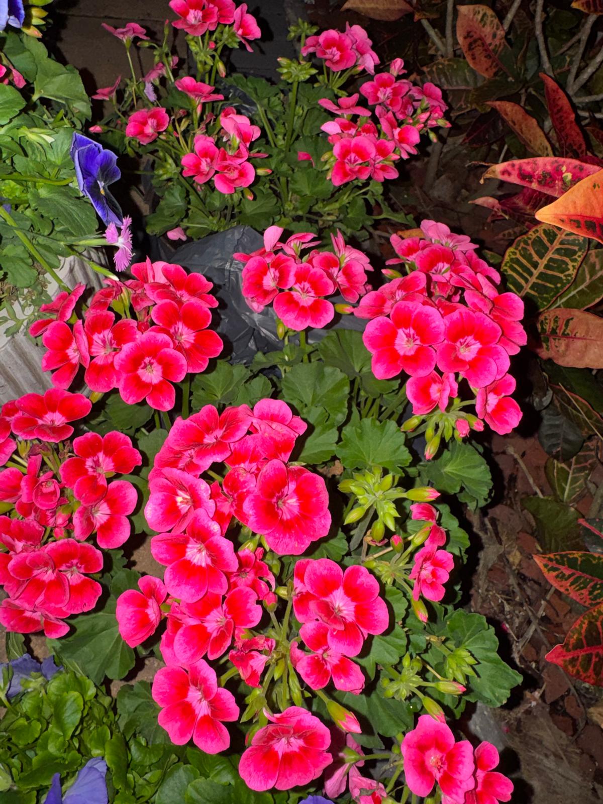 Photography by Miriana - January 12, 2026