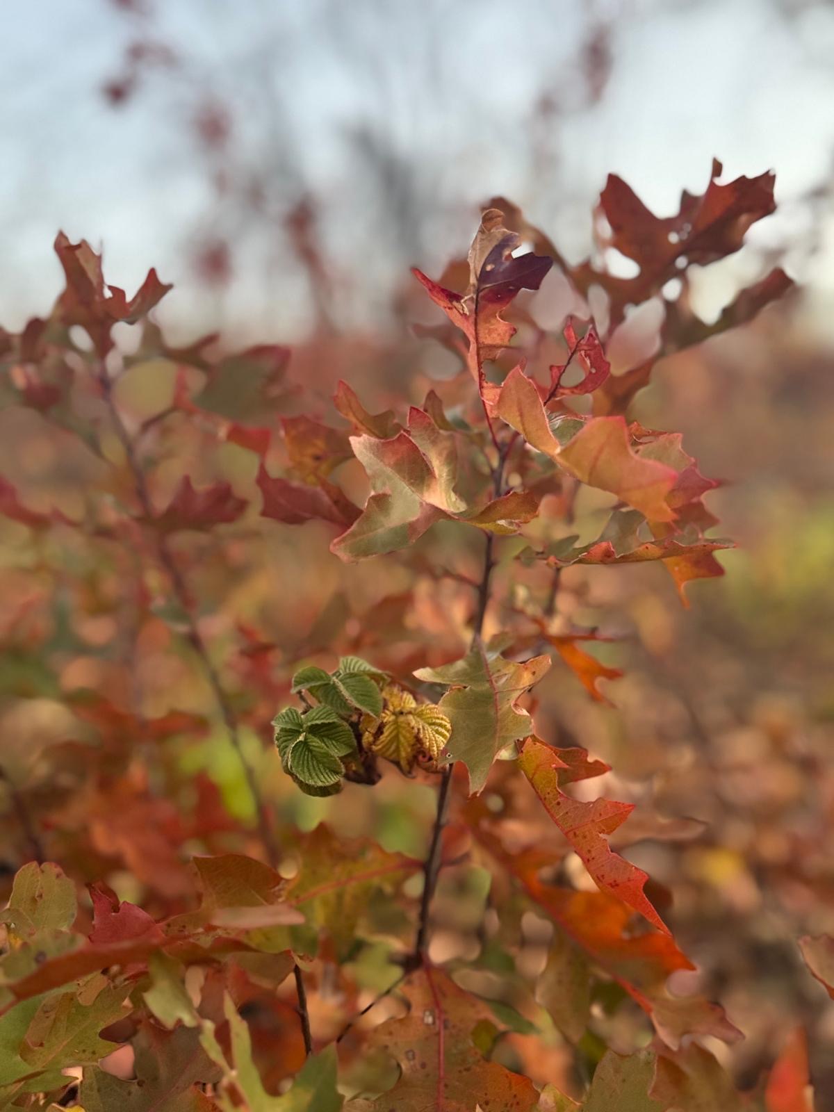 Photography by Miriana - December 1, 2025